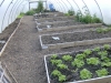 Polytunnel