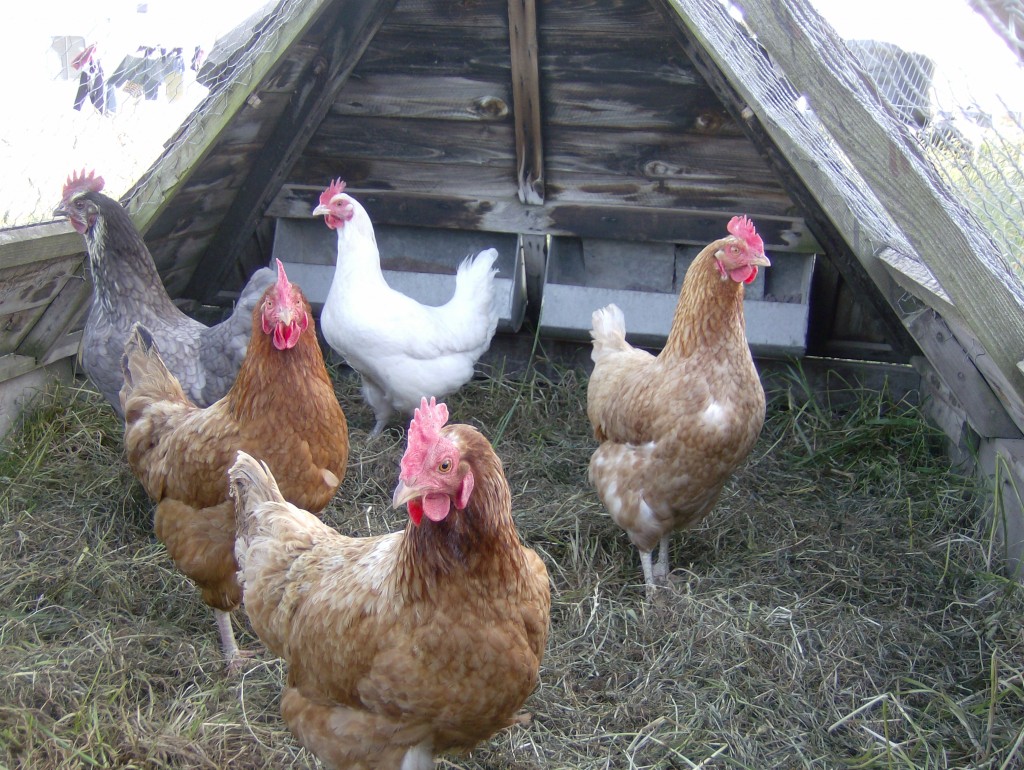 hens