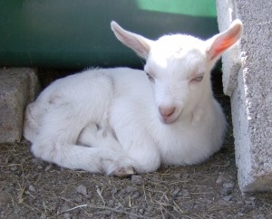 Goat Kid