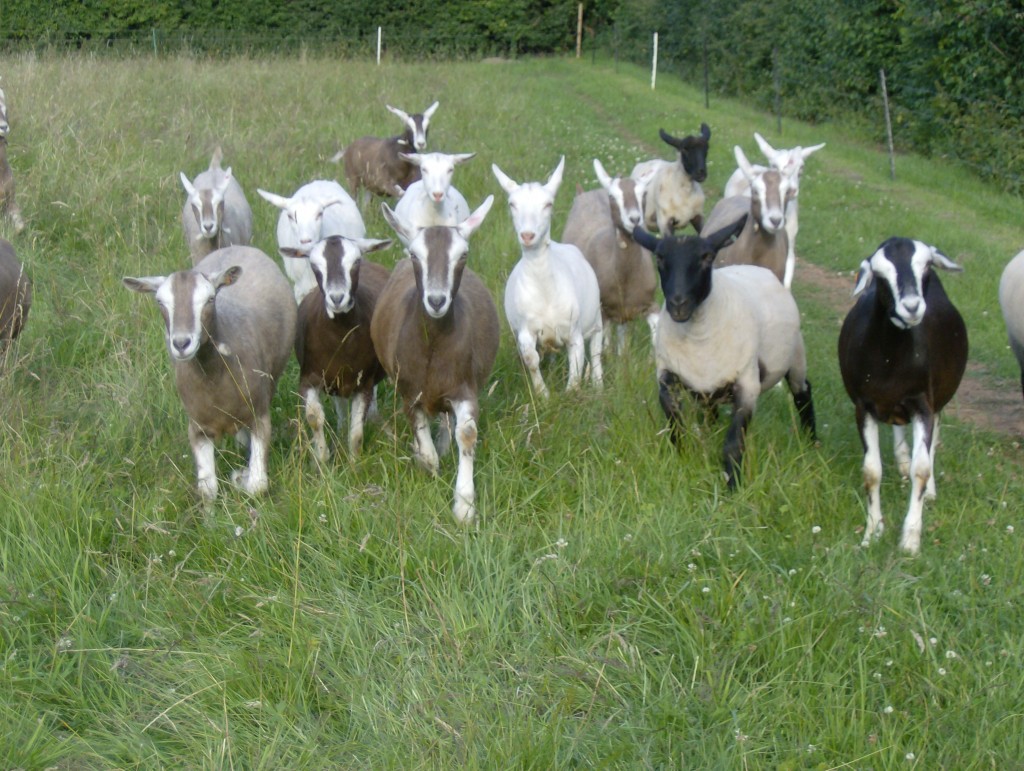 goats