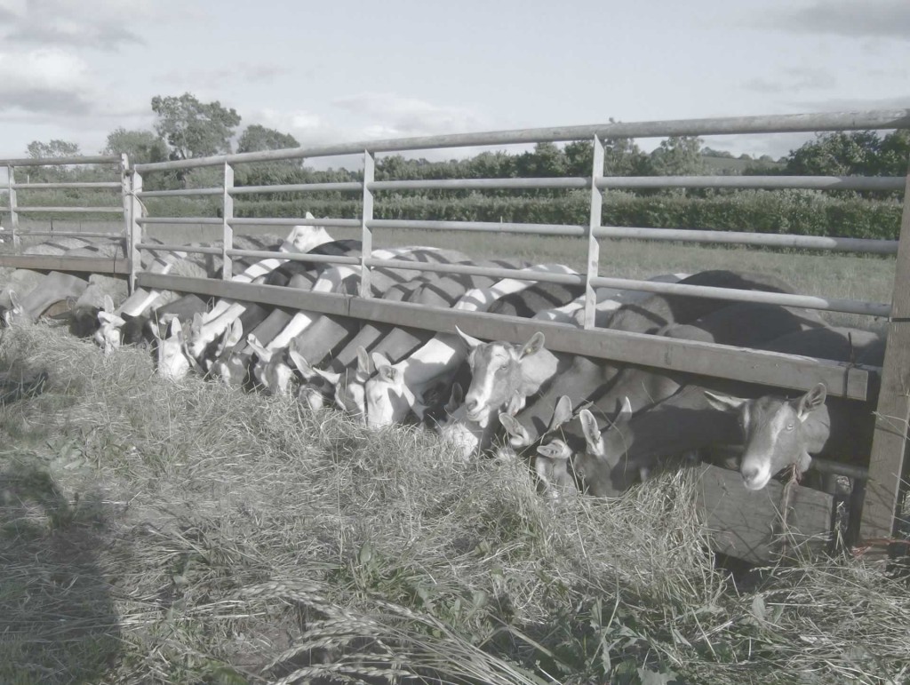 goats-feeding