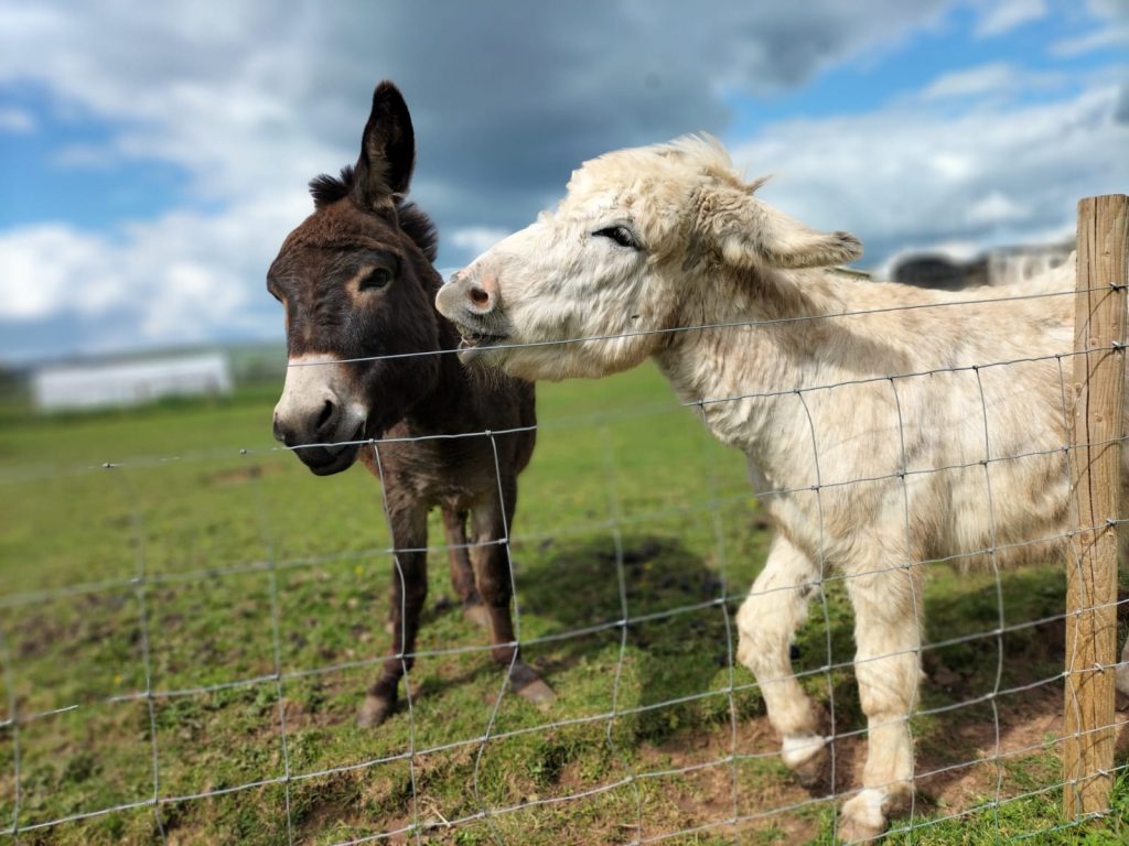 donkeys